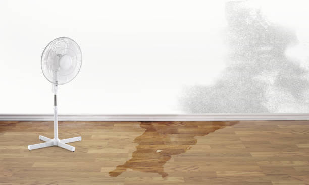 Best Basement water damage restoration  in Piney Mountain, VA