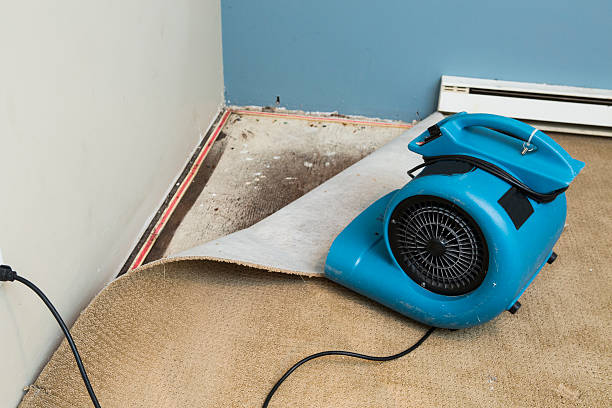 Best Local water damage restoration  in Piney Mountain, VA